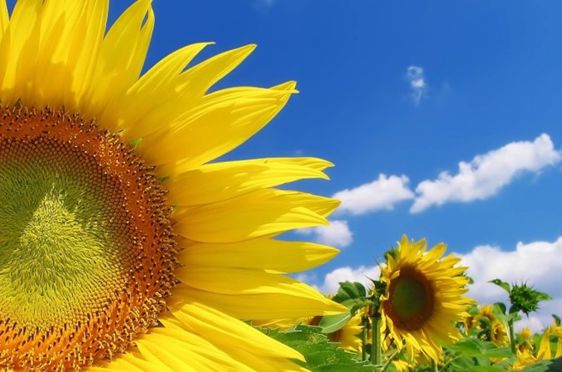 God sommer