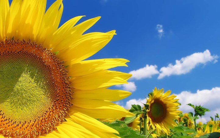 God sommer